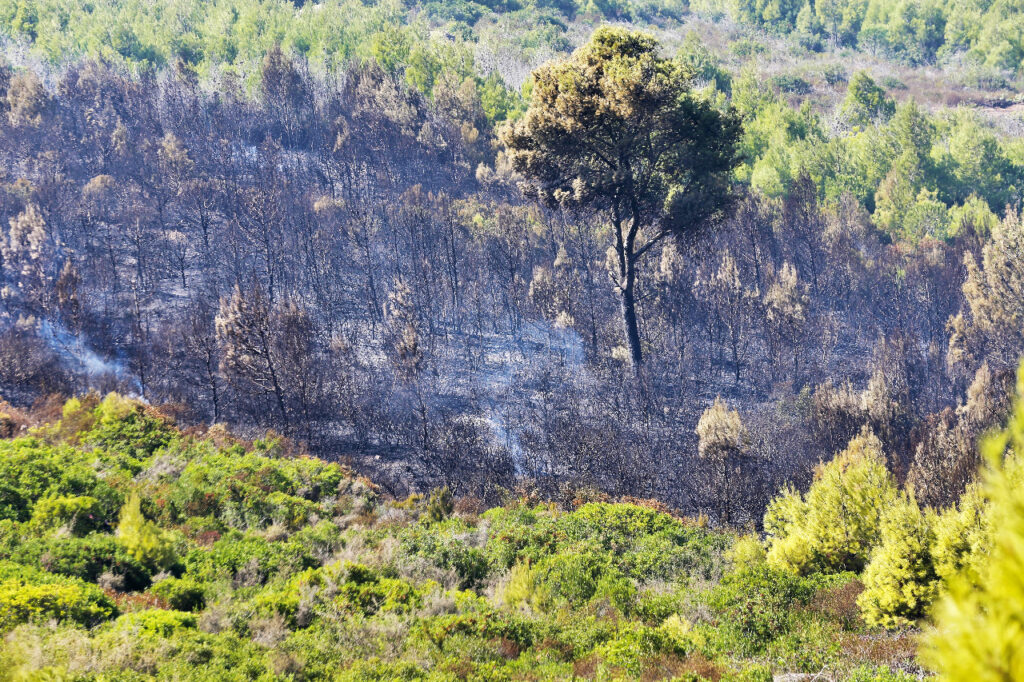 Chefchaouen: 725 ha de forêt ravagés par le feu, 4 Canadairs mobilisés Chefchaouen: 725 ha de forêt ravagés par le feu, 4 Canadairs mobilisés